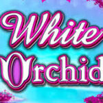 White Orchid Slot
