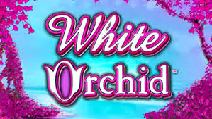 White Orchid Slot